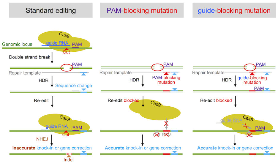 CRISPR 101 Making A Knock In Cell Line